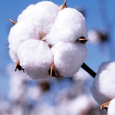 cotton_2